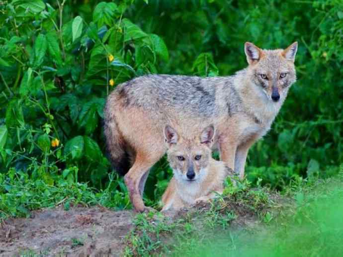 犬科:犬亚科犬属之金豺、黑背豺(胡狼类) 犬科:犬亚科犬属之金豺、黑背豺(胡狼类)