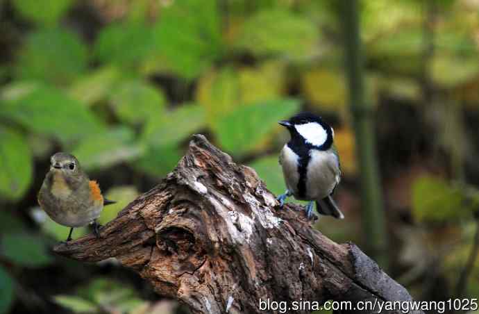 北京天坛公园的鸟类——大山雀与雌性红胁蓝尾鸲