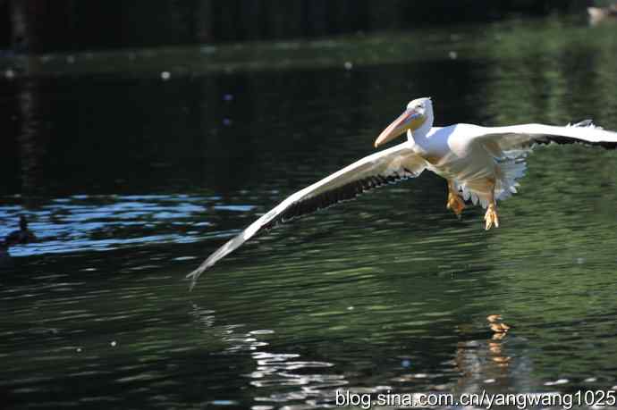 再拍大鹈鹕 wbr9