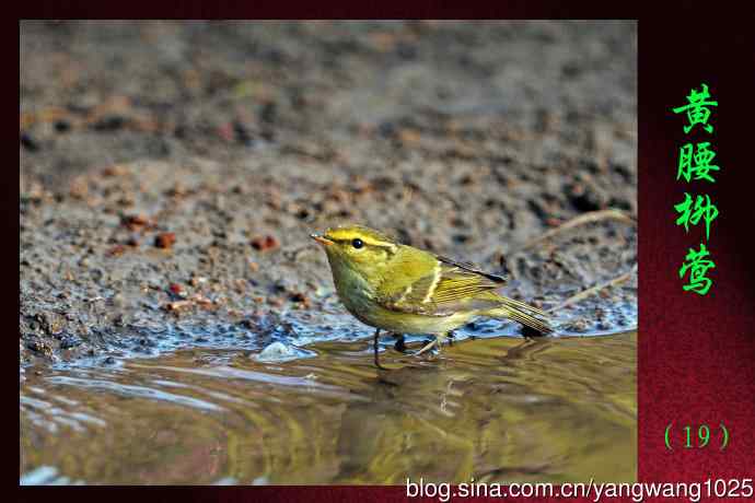 黄腰柳莺（19）