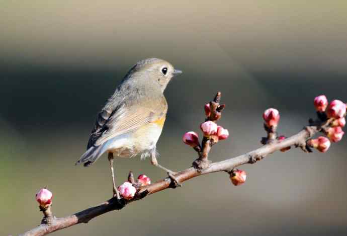 雌性红胁蓝尾鸲(42) 雌性红胁蓝尾鸲(42)
