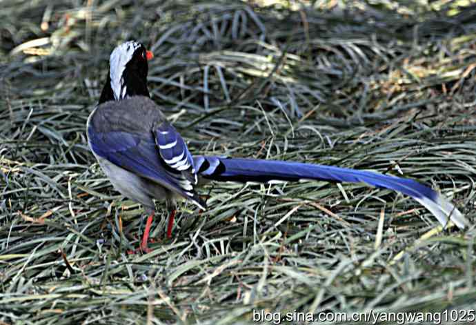 天坛公园的喜鹊