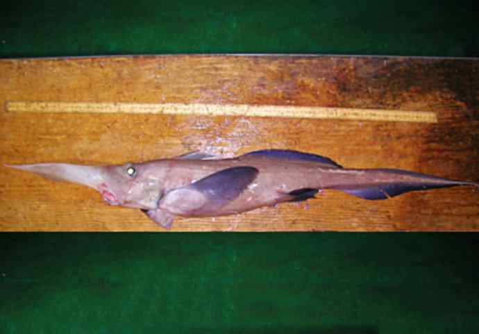 鱼类活化石：长吻银鲛