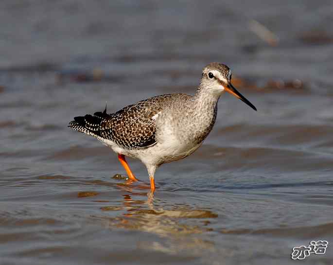 官厅水库&nbsp;wbr路&nbsp;wbr鹤鹬和青脚鹬