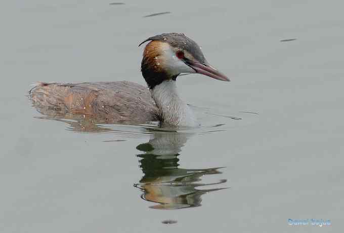 颐和园的凤头