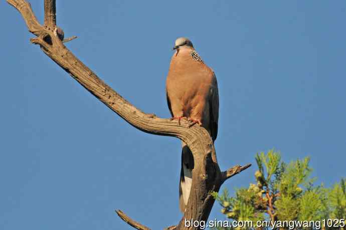 珠颈斑鸠(随拍) 珠颈斑鸠(随拍)