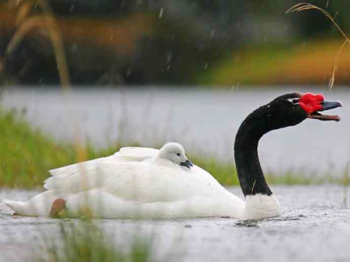 犬科：狐亚科伪狐属之高地狐、河狐、秘鲁狐