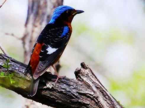 美丽无罪：雀鸟之矶鸫