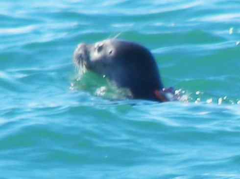 自然奇观：动物大迁徙(鳍足类)