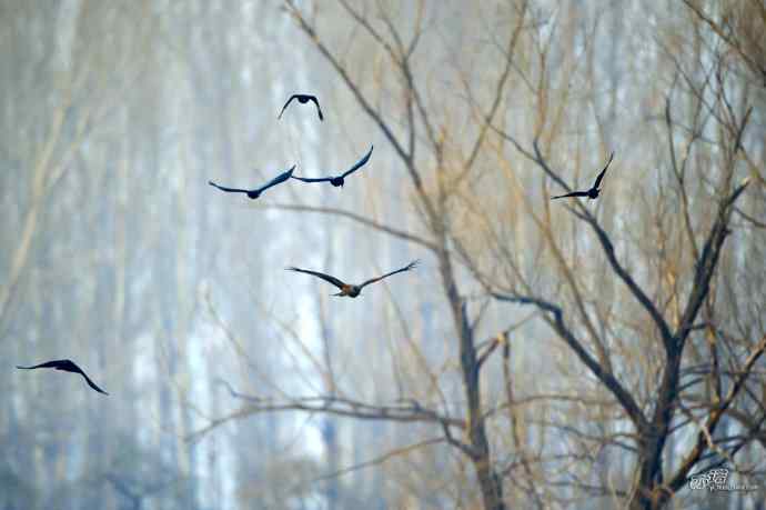 对黑耳鸢K07-012837的12次记录 对黑耳鸢K07-012837的12次记录