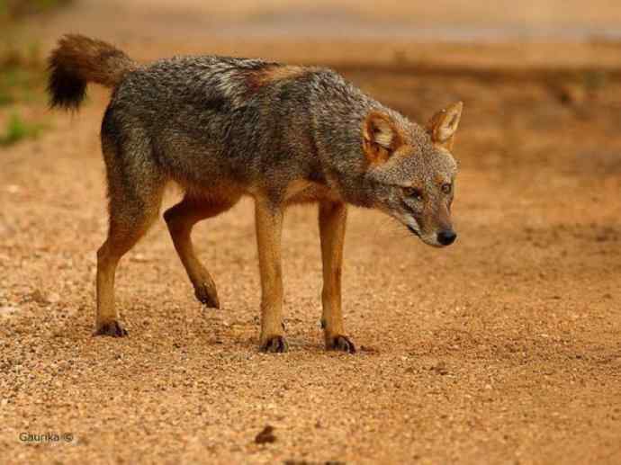 犬科:犬亚科犬属之金豺、黑背豺(胡狼类) 犬科:犬亚科犬属之金豺、黑背豺(胡狼类)