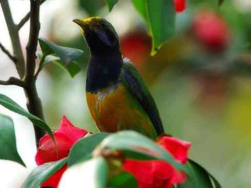 美丽无罪：雀鸟之叶鹎