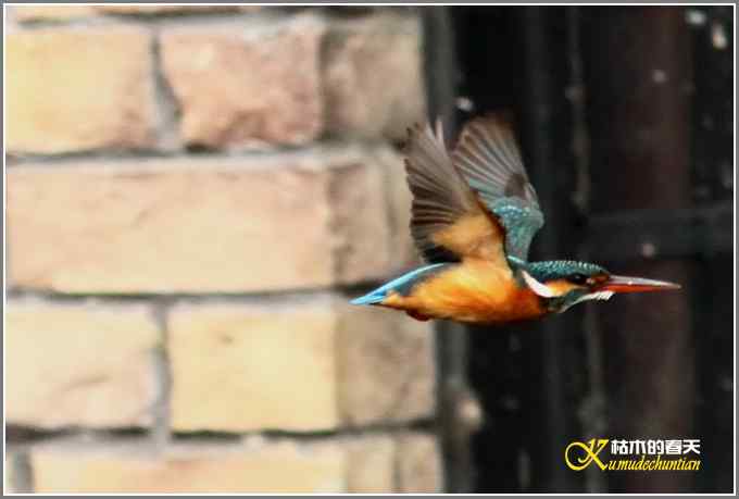 让鈥溞〈溻澐伞菊掌