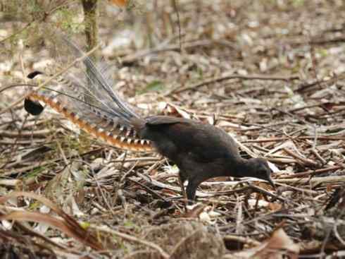 美丽无罪：雀鸟之八色鸫