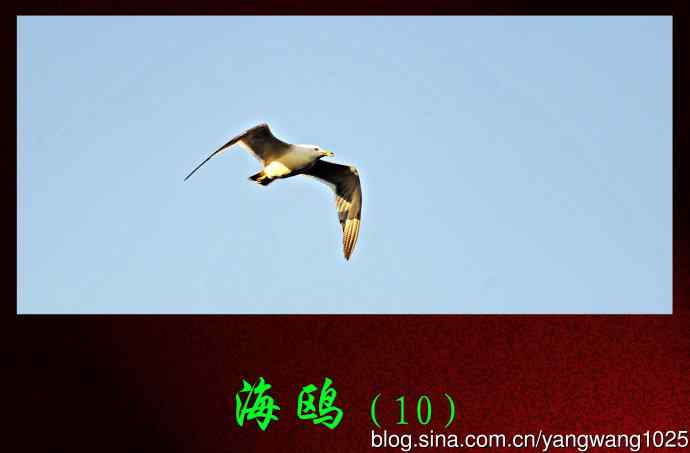 海鸥（10）