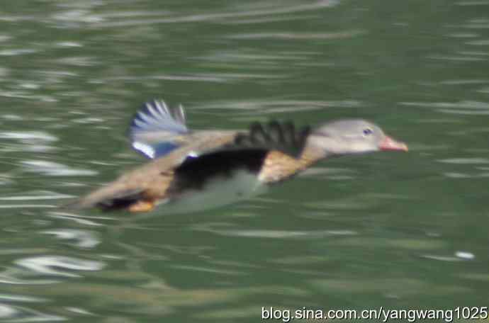 飞（斑头雁、野鸭）