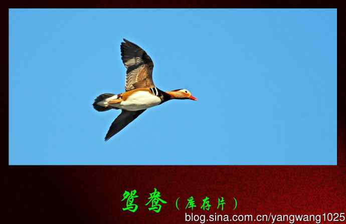 鸳鸯（库存片）