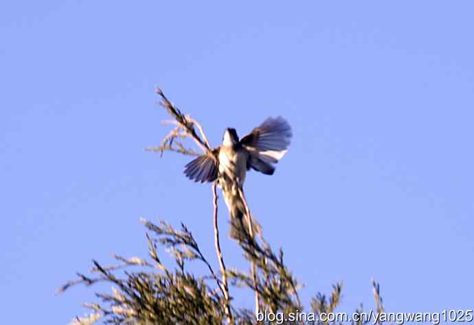 空中街舞（趣闻）