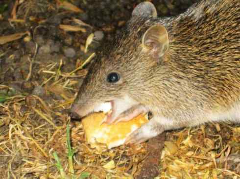 动物世界：山寨还是原创之十三