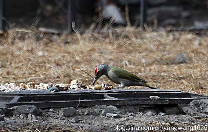 随走随拍【灰头绿啄木鸟（雄性）】