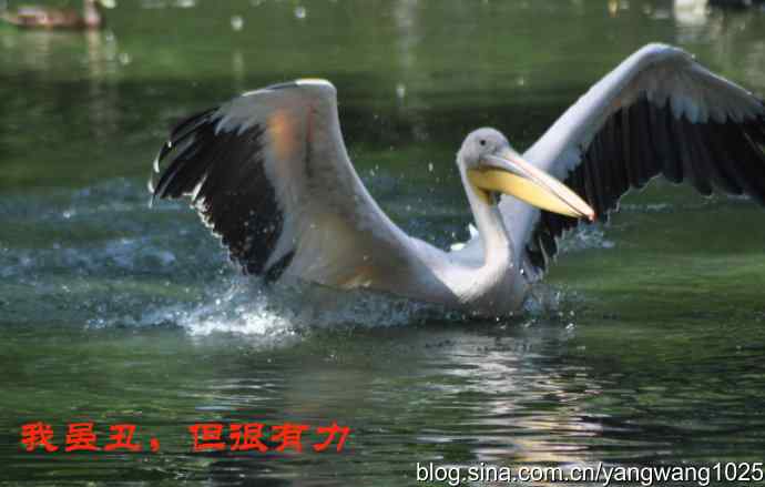 再拍大鹈鹕 wbr wbr1