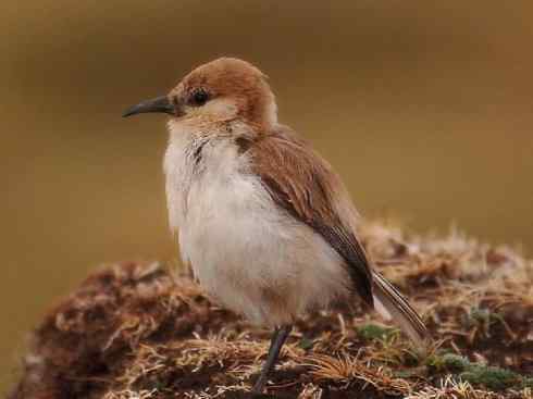 另类鸟类建筑师之二（褐背拟地鸦、雪雀）