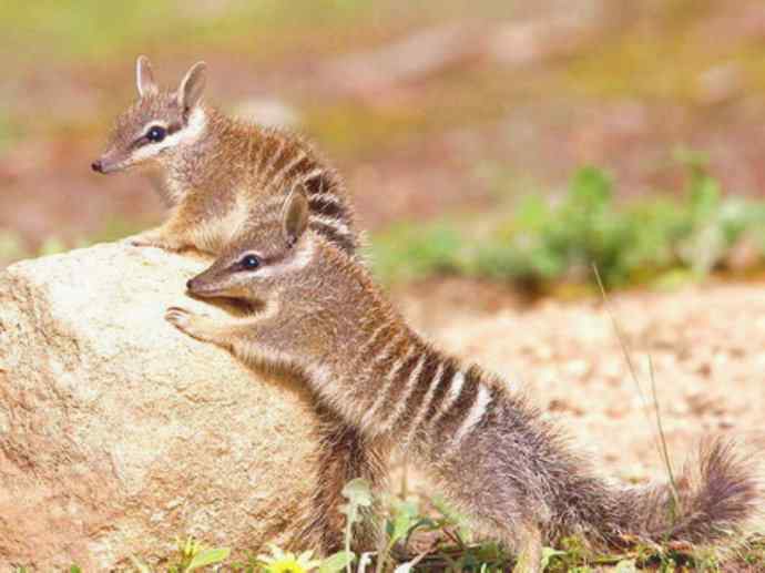 盘点十二大著名食蚁动物：袋食蚁兽