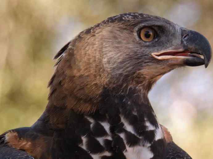 犬科：薮犬亚科非洲野犬属之非洲野犬