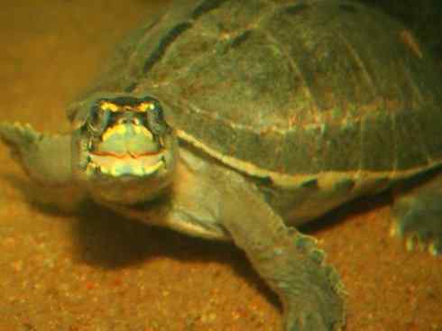 玄武：传说的兽原型探秘（潮龟）