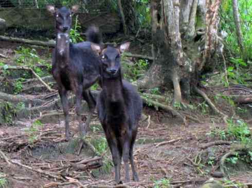 麒麟：传说的兽原型探秘（梅花鹿）