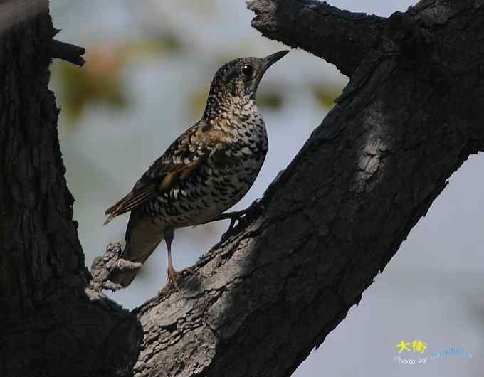 二鸫献寿:虎斑地鸫和宝兴歌鸫 二鸫献寿:虎斑地鸫和宝兴歌鸫