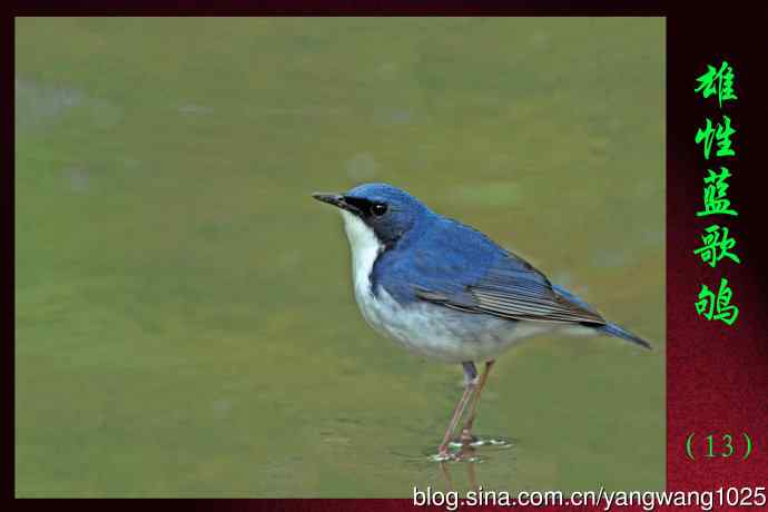 雄性蓝歌鸲（13）
