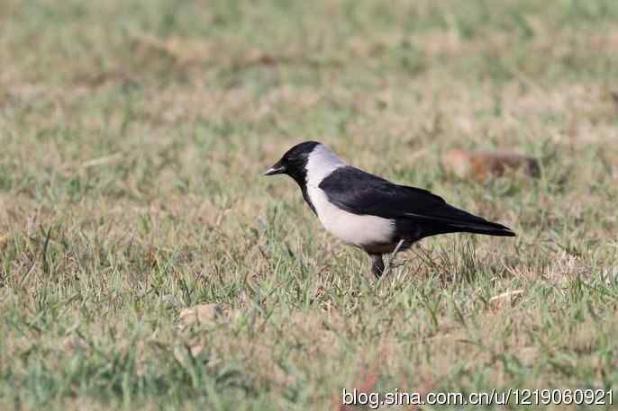 达乌里寒鸦（2）