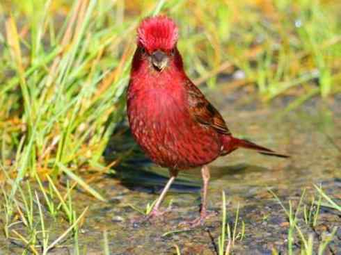 极品红色鸟类：酒红朱雀