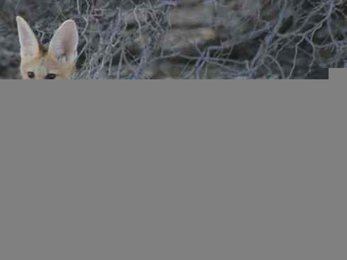 犬科：狐亚科狐属