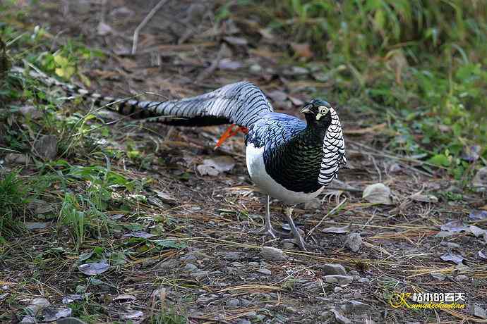 康定拍鈥湴赘菇跫︹