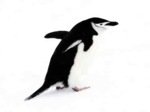 鸟类之最:巴布亚企鹅 鸟类之最:巴布亚企鹅