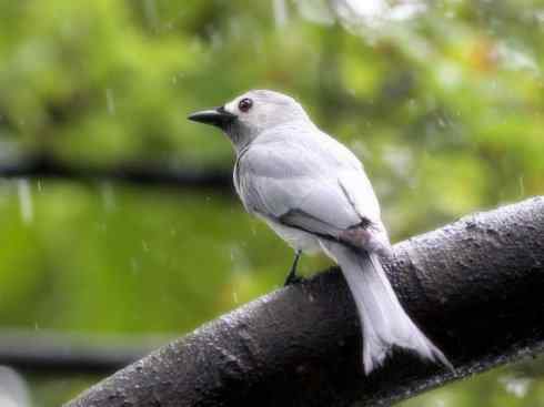 雀鸟也彪悍：黑侠（黑卷尾）