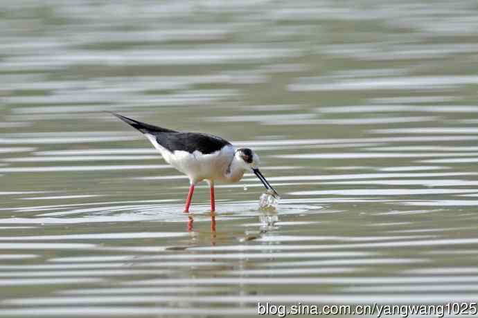 黑翅长脚鹬（6）