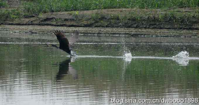 沙河水鸟乐拍 沙河水鸟乐拍