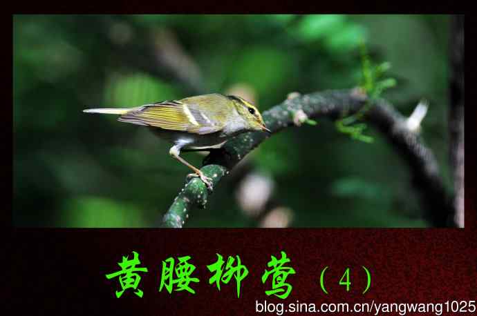 黄腰柳莺(4) 黄腰柳莺(4)