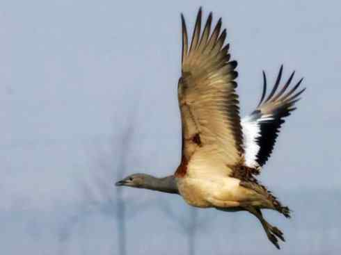 鸟类之最：大鸨