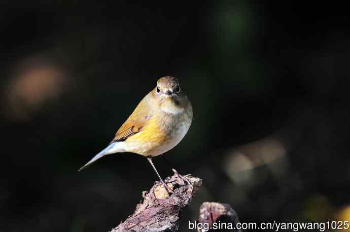 雌性红胁蓝尾鸲（52）