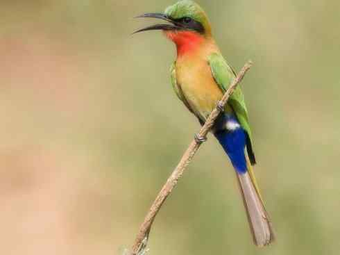 绝色攀禽：佛法僧目之蜂虎4