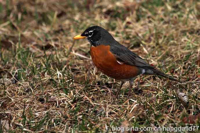 北美知更鸟(1) 北美知更鸟(1)