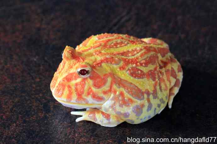 青蛙乎？蛤蟆乎？