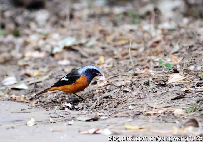 雄性北红尾鸲（1）