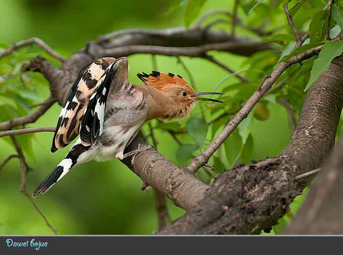 刚出窝的小戴胜*