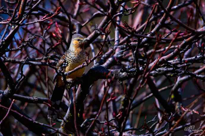 轻寒薄暖，再上川西