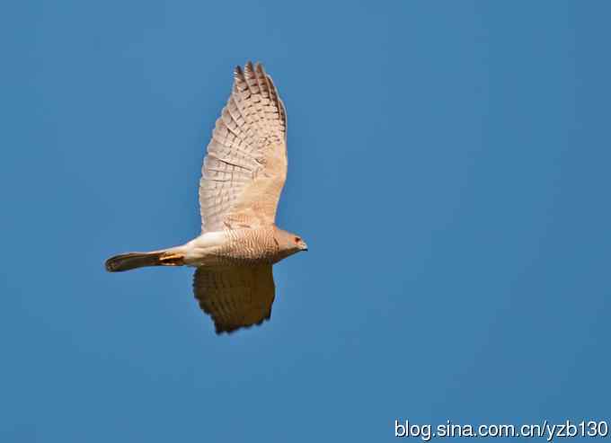 不小心拍到二级保护动物鈥斺敽侄ィㄗ橥迹8张图片）